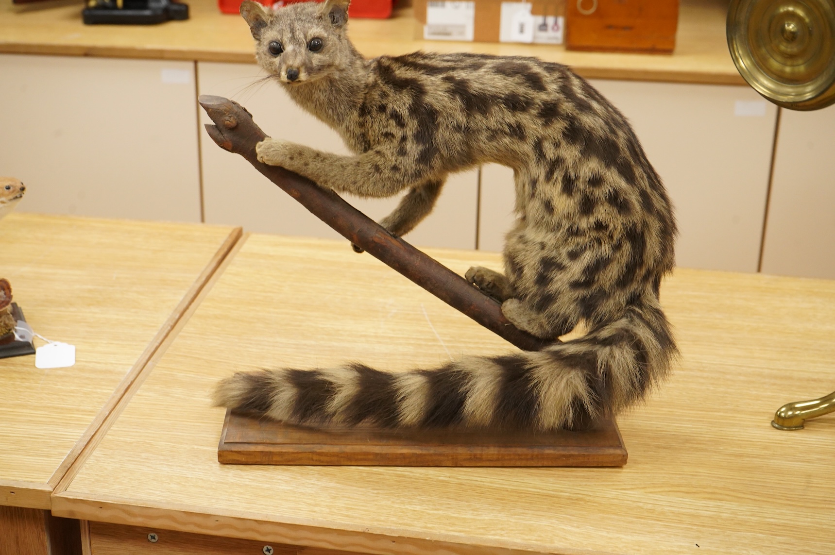 A taxidermy ganet mounted on a branch, 37cm high, base 34.5cm wide
